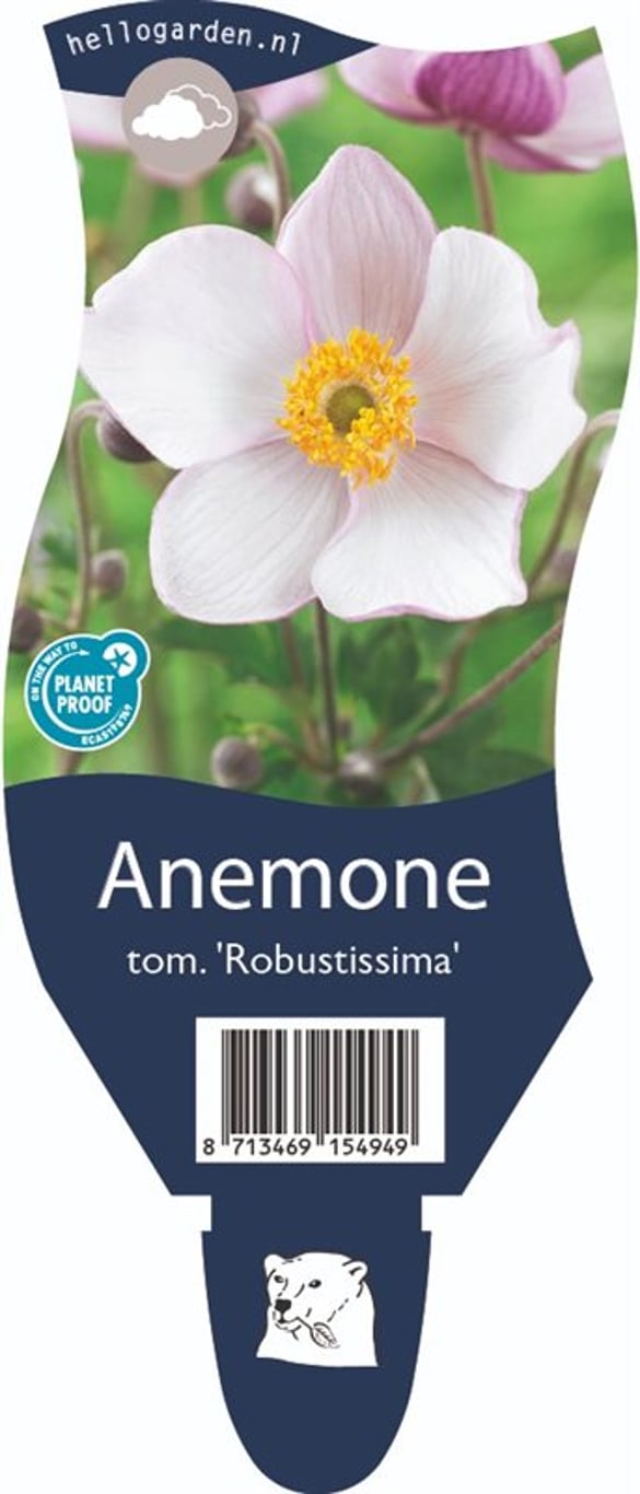 Anemone tom. 'Robustissima' - P11